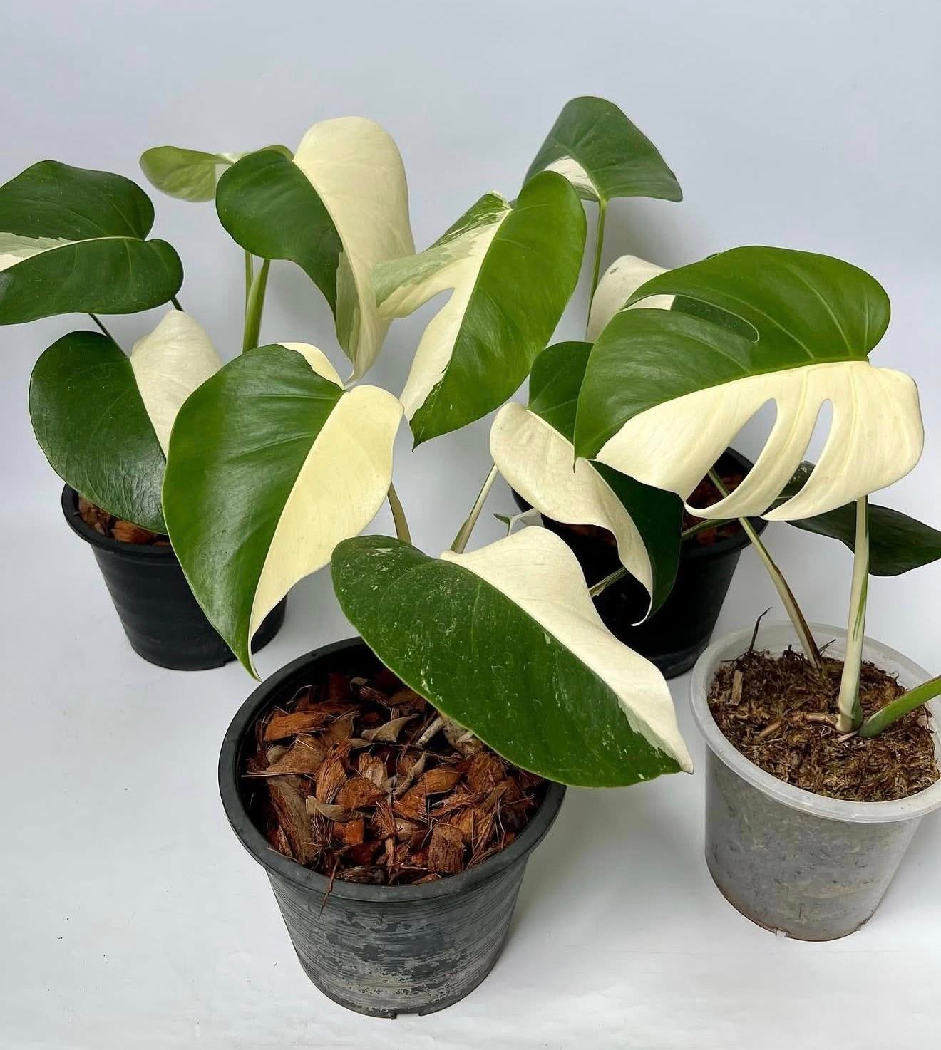 Monstera Variegata - Image 2