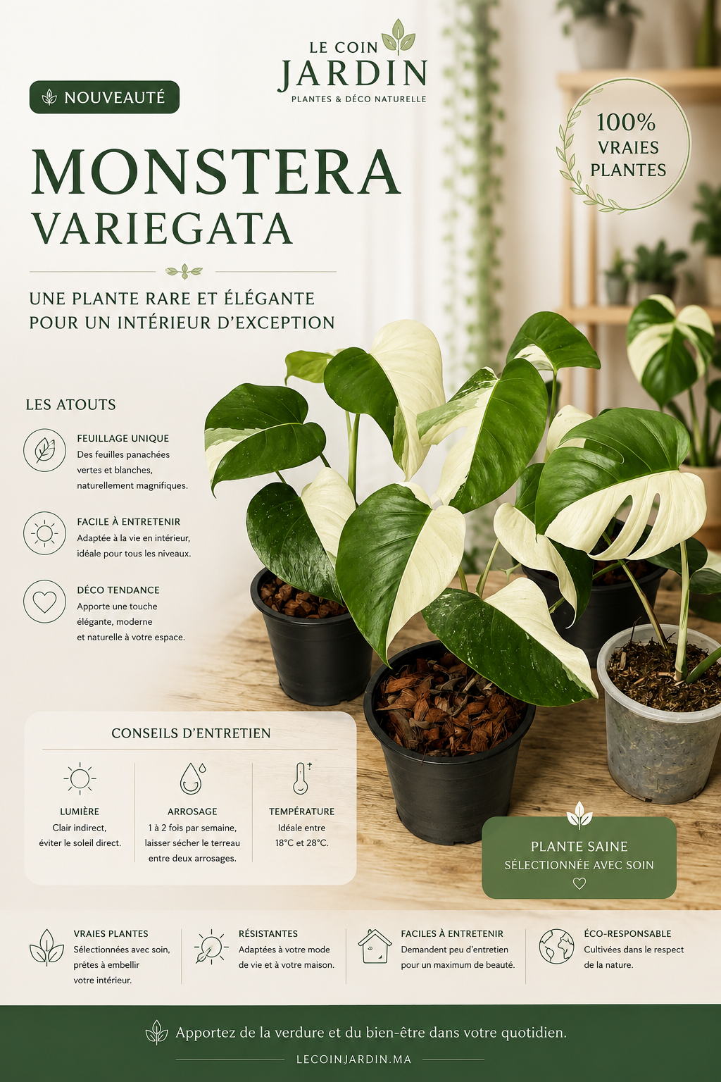 Monstera Variegata