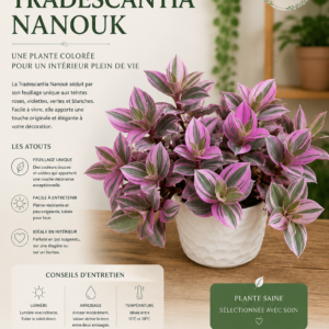 Tradescantia Nanouk(Rio)
