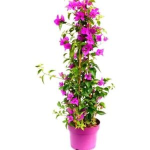 bougainvillier