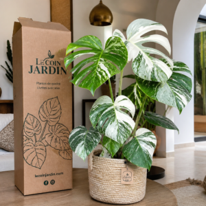 monstera
