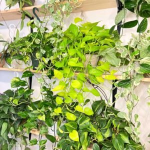 Le Pothos